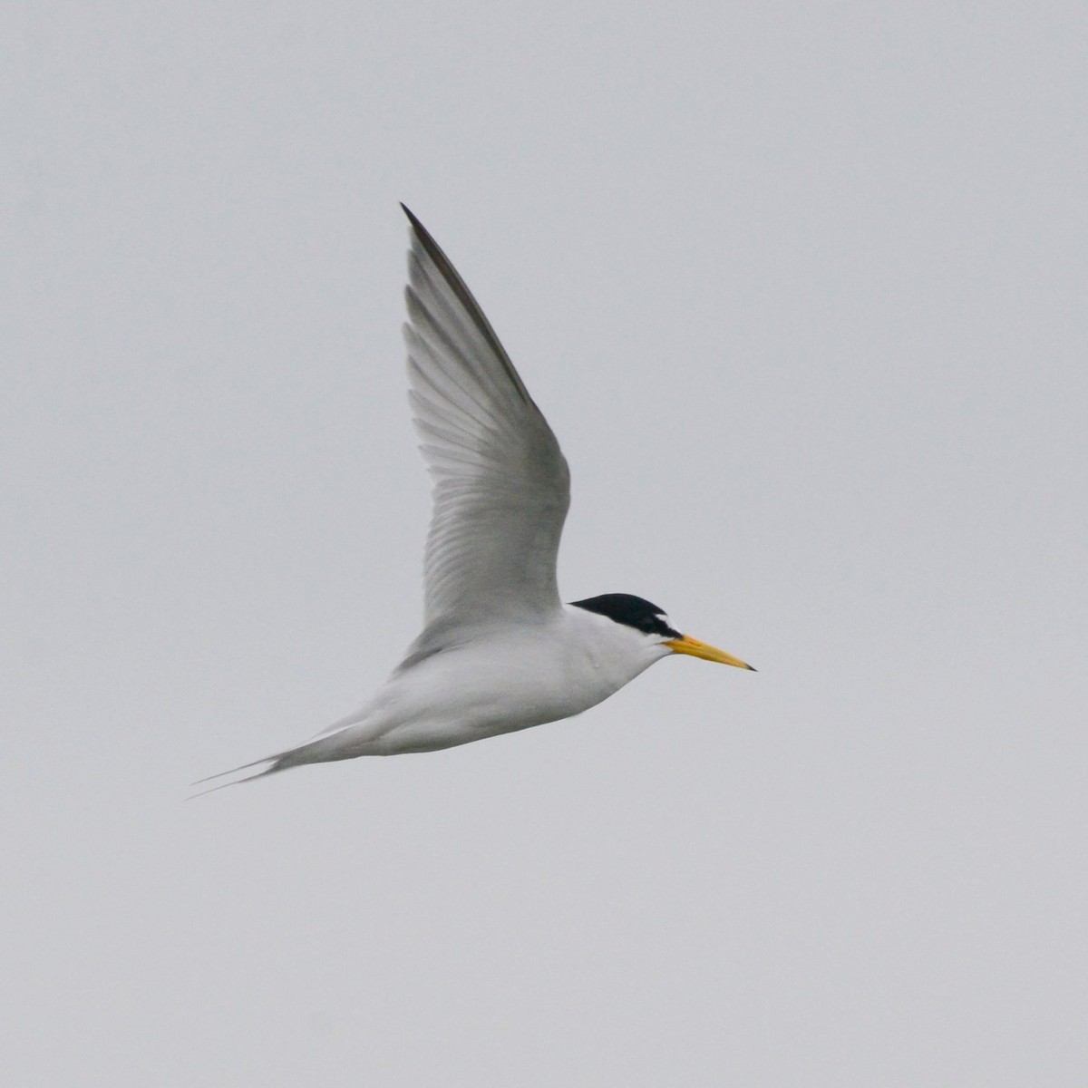 Least Tern - ML637588616