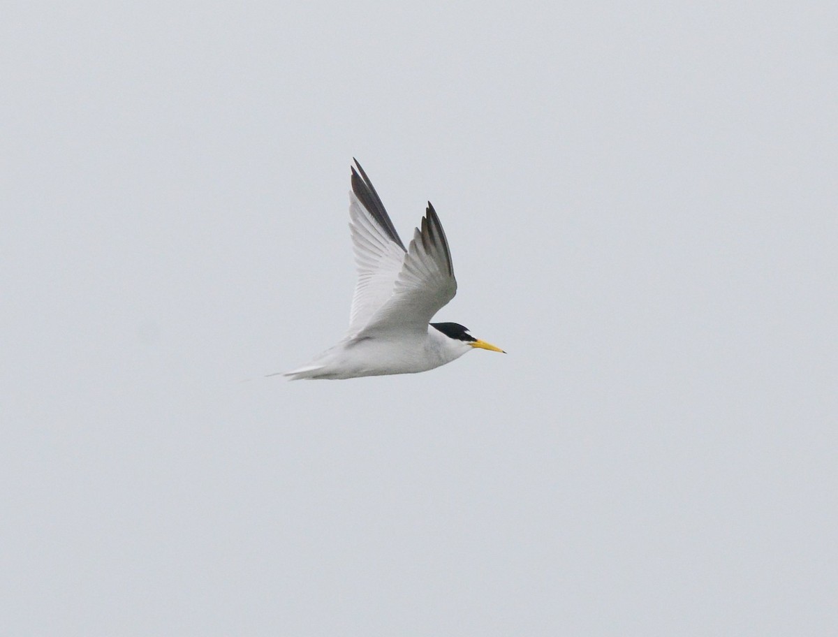 Least Tern - ML637588617
