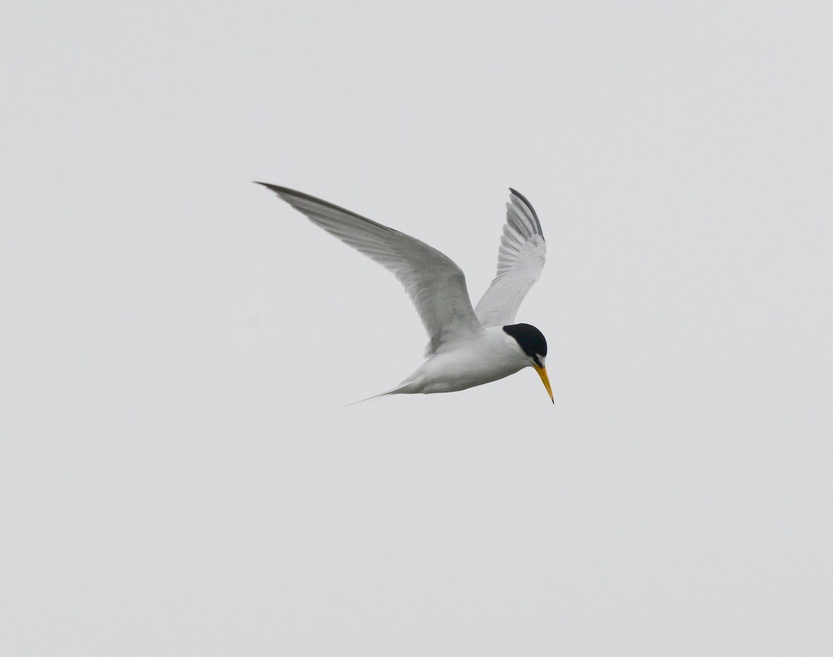Least Tern - ML637588619