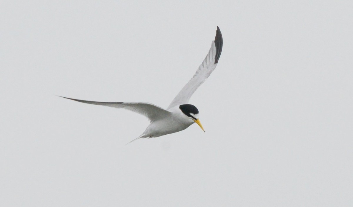 Least Tern - ML637588621