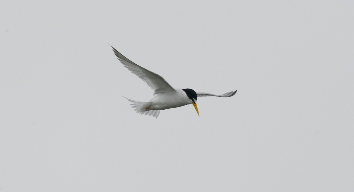 Least Tern - ML637588622