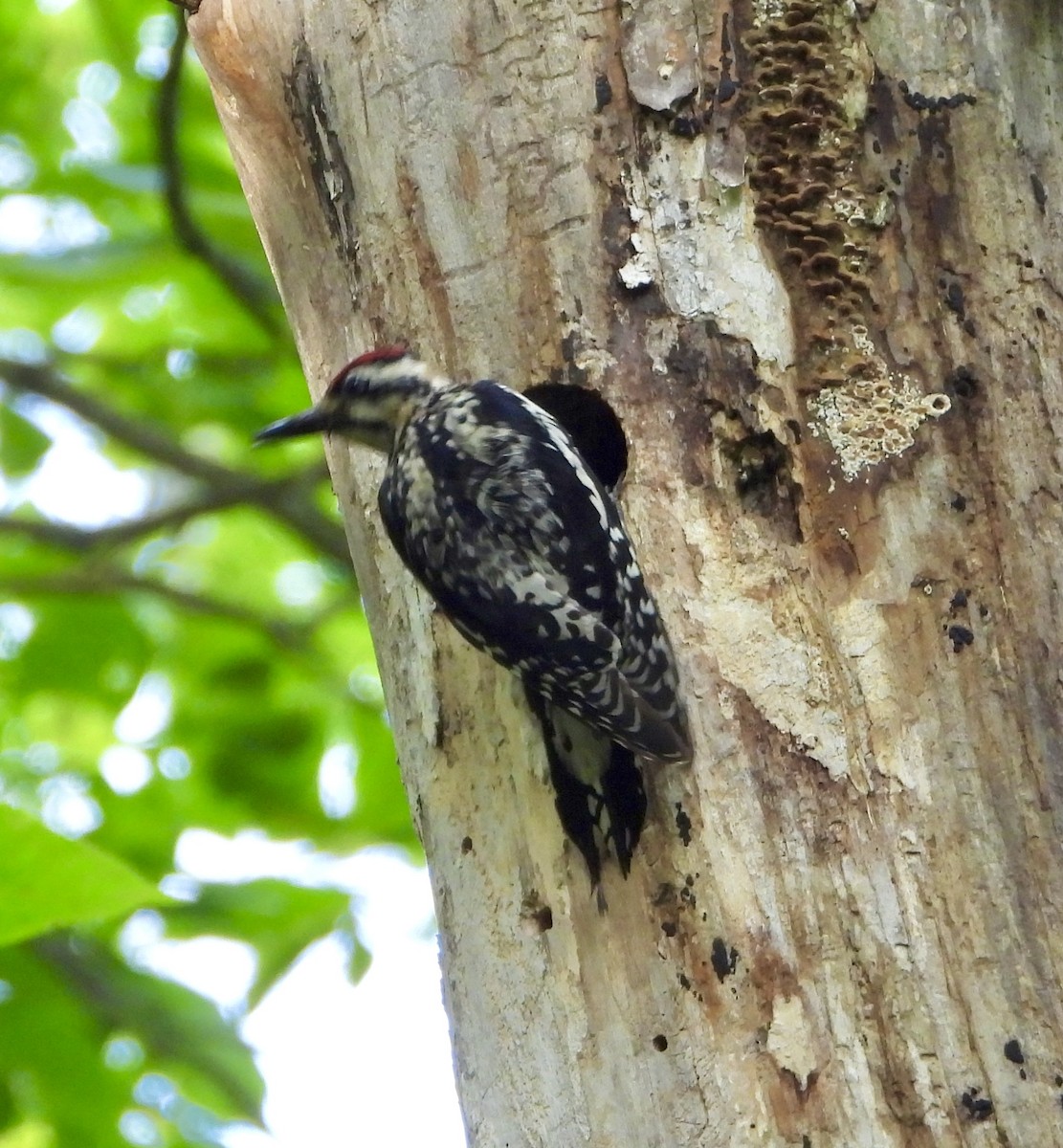 Yellow-bellied Sapsucker - ML637588624