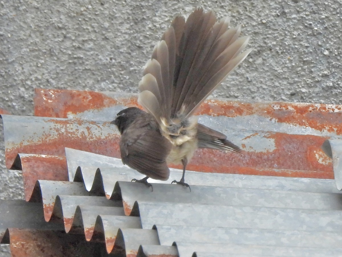 Spot-breasted Fantail - ML637588627