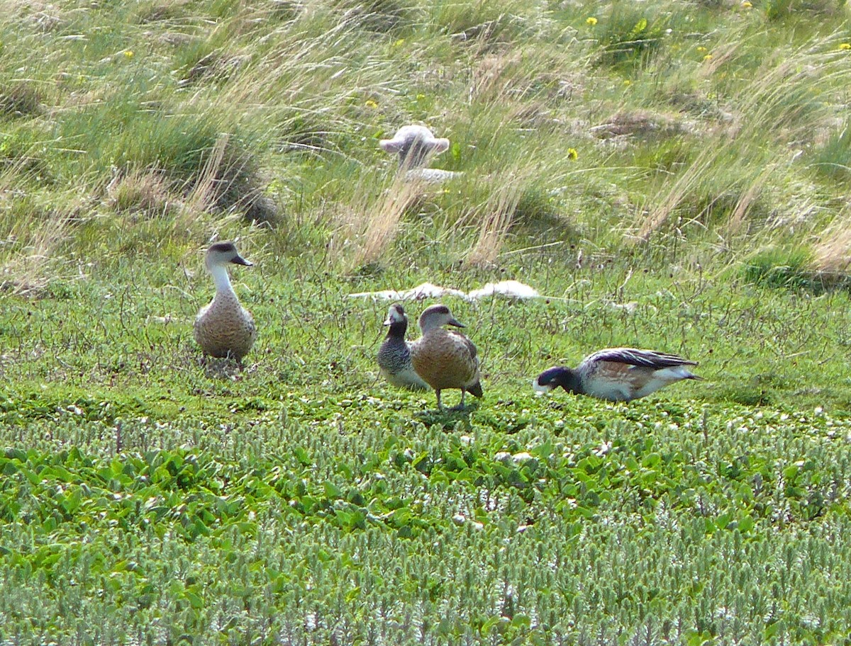 Chiloe Wigeon - ML637588629