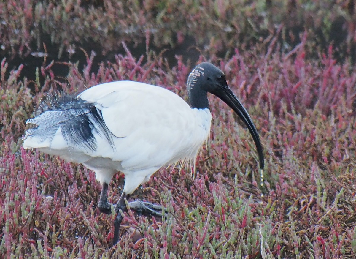 Australian Ibis - ML637588632