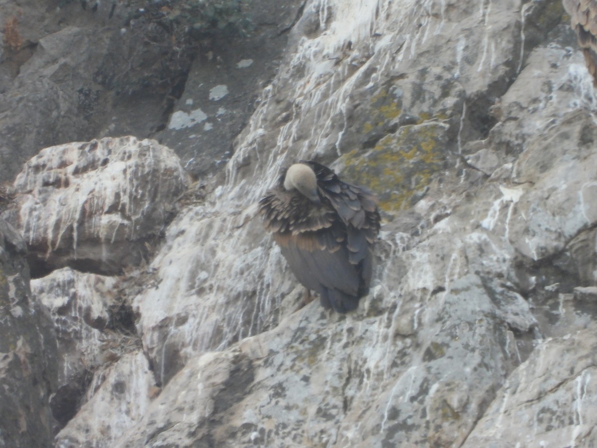 Rüppell's Griffon - ML637588634