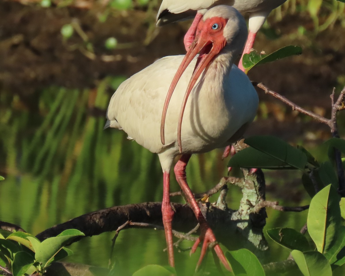 White Ibis - ML637588636