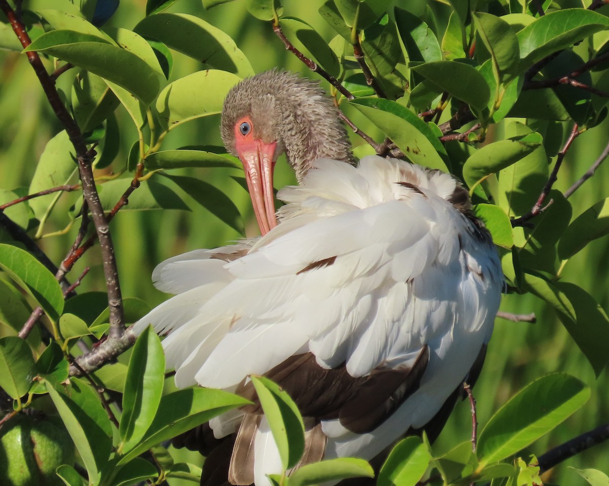 White Ibis - ML637588640