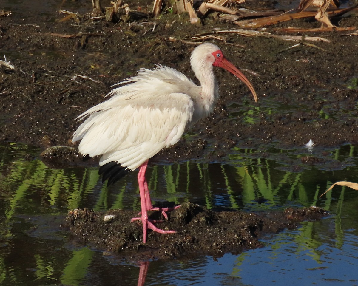 White Ibis - ML637588641
