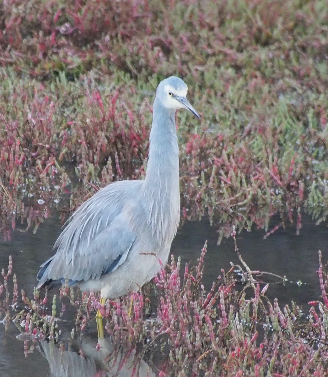 White-faced Heron - ML637588642
