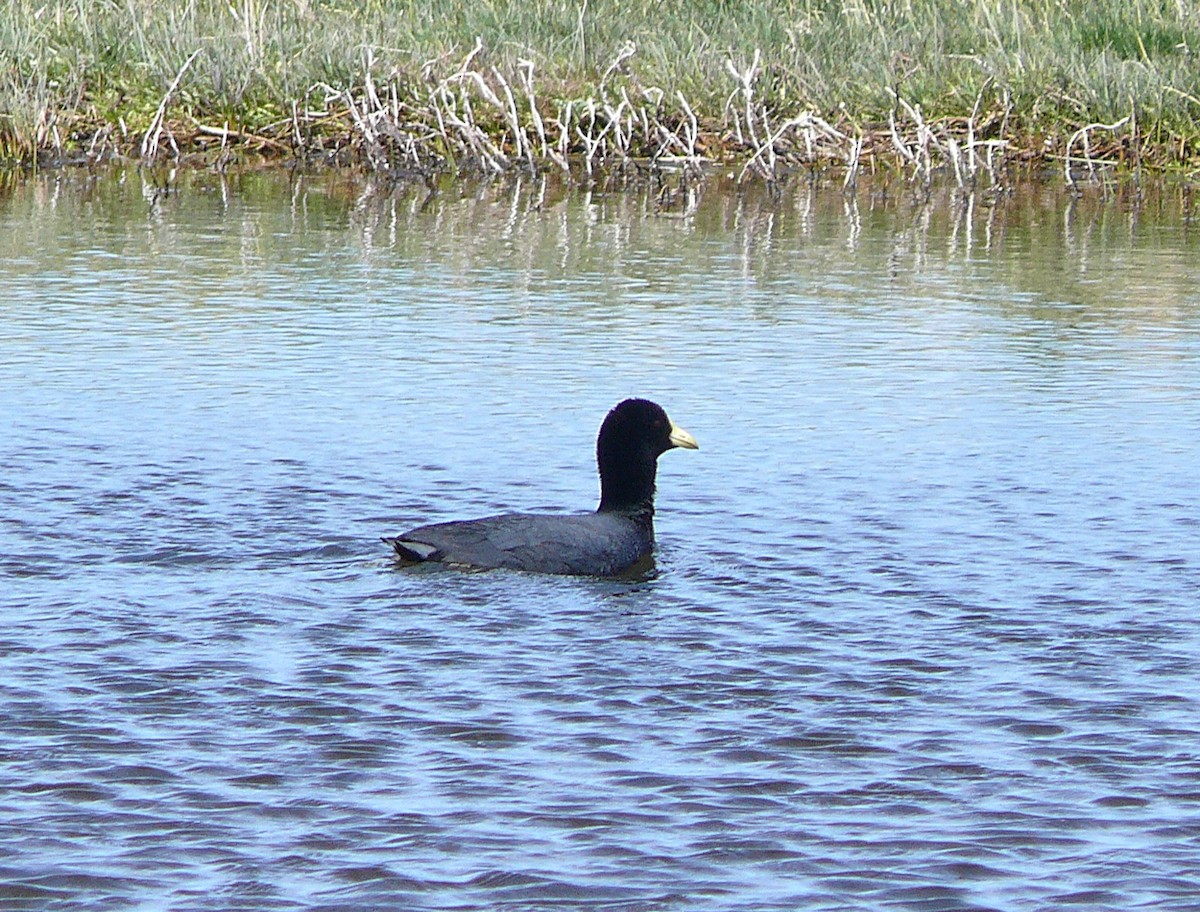 White-winged Coot - ML637588676