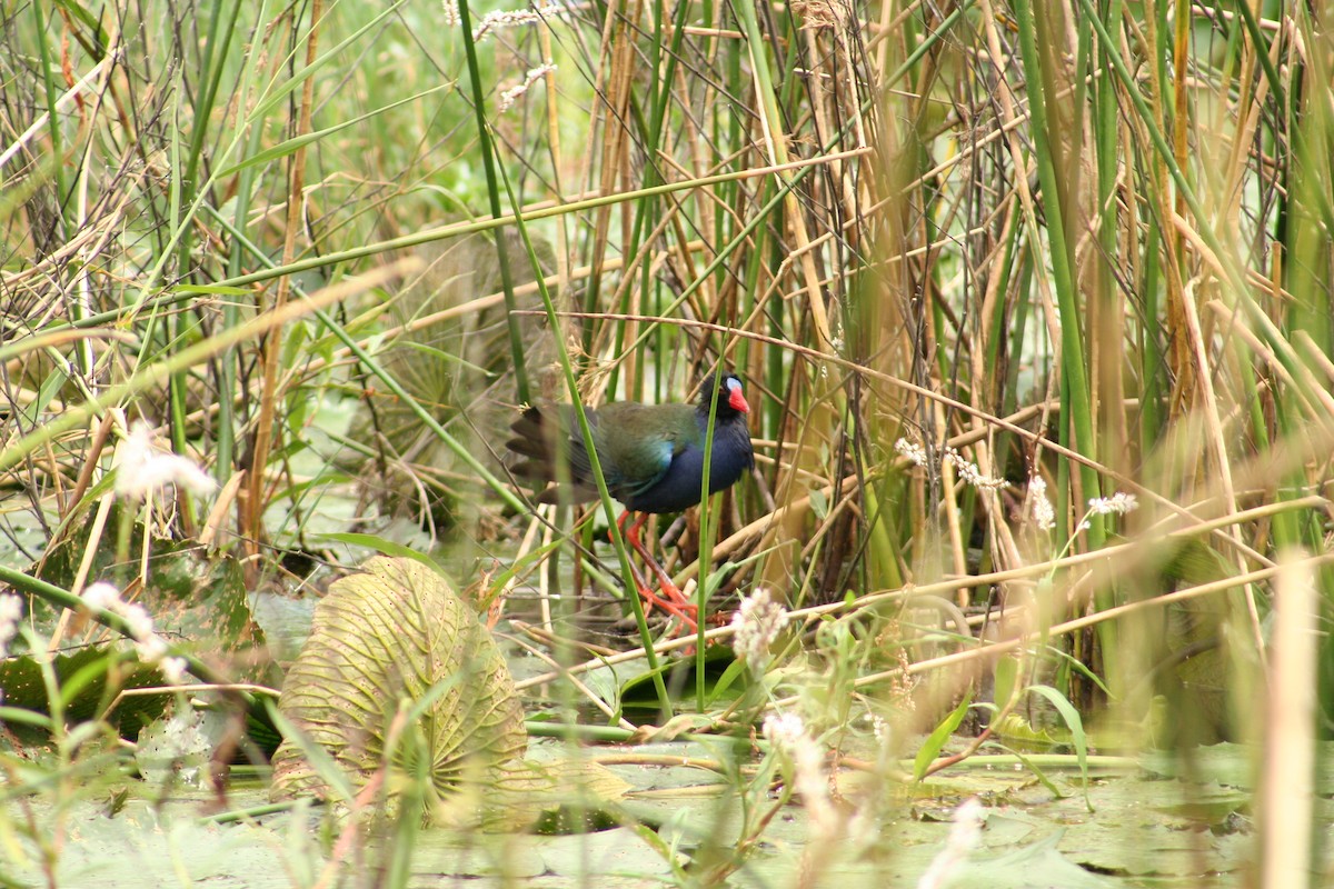 Allen's Gallinule - ML637588722