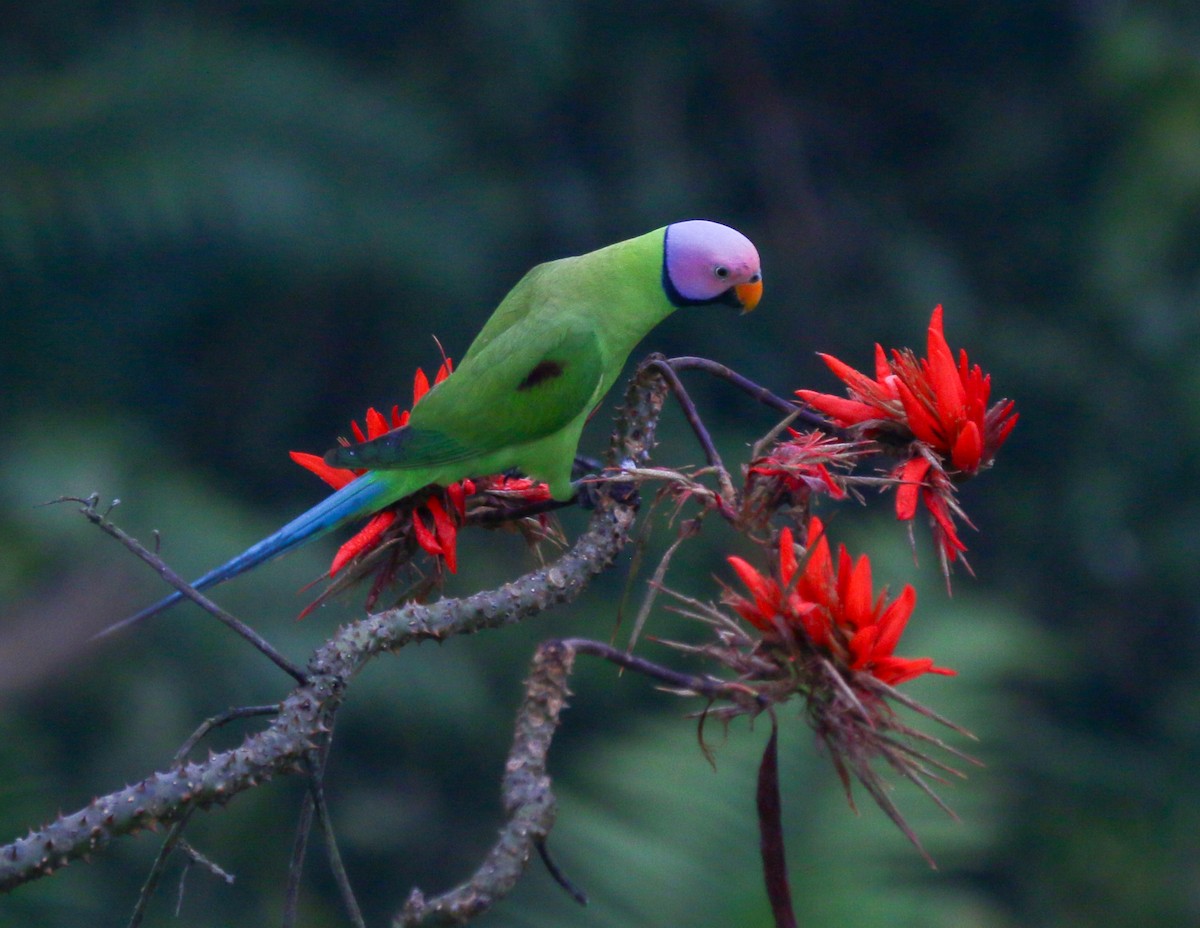 Blossom-headed Parakeet - ML637588774