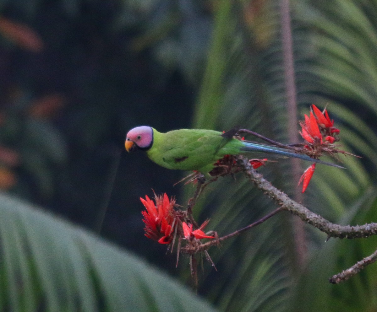 Blossom-headed Parakeet - ML637588775