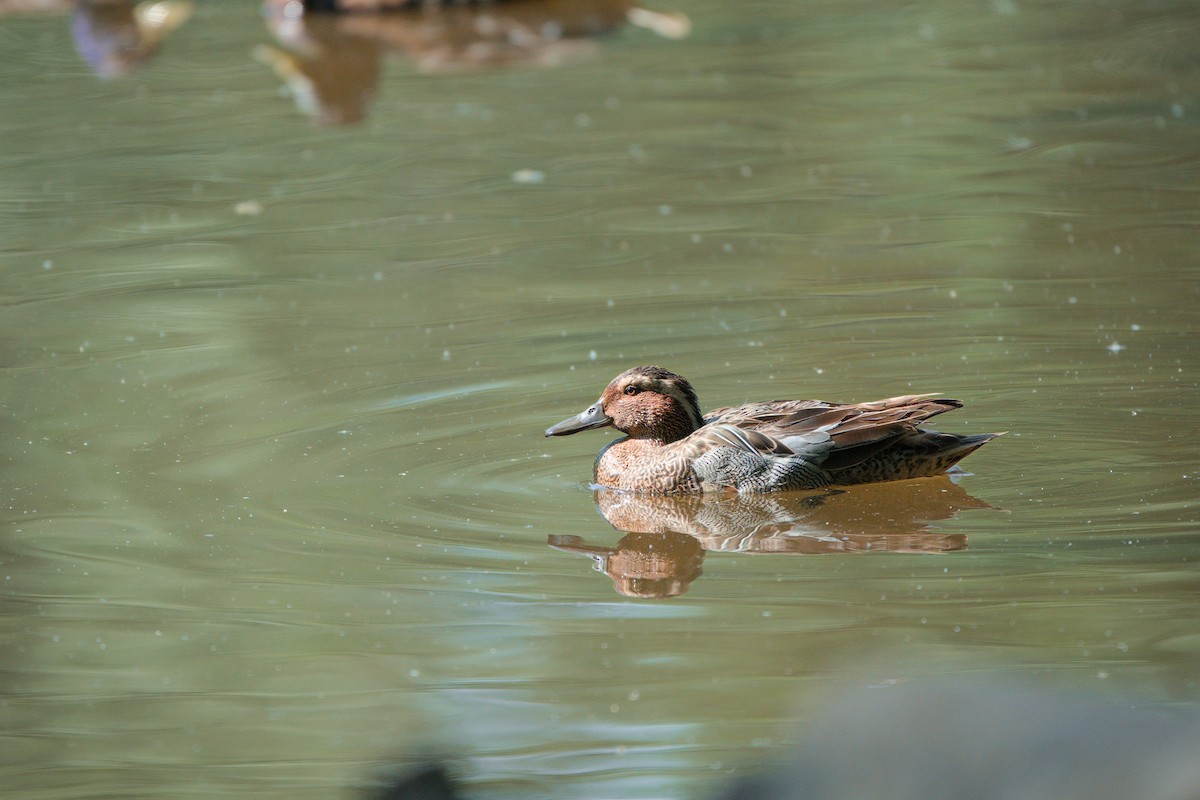 Garganey - ML637588805