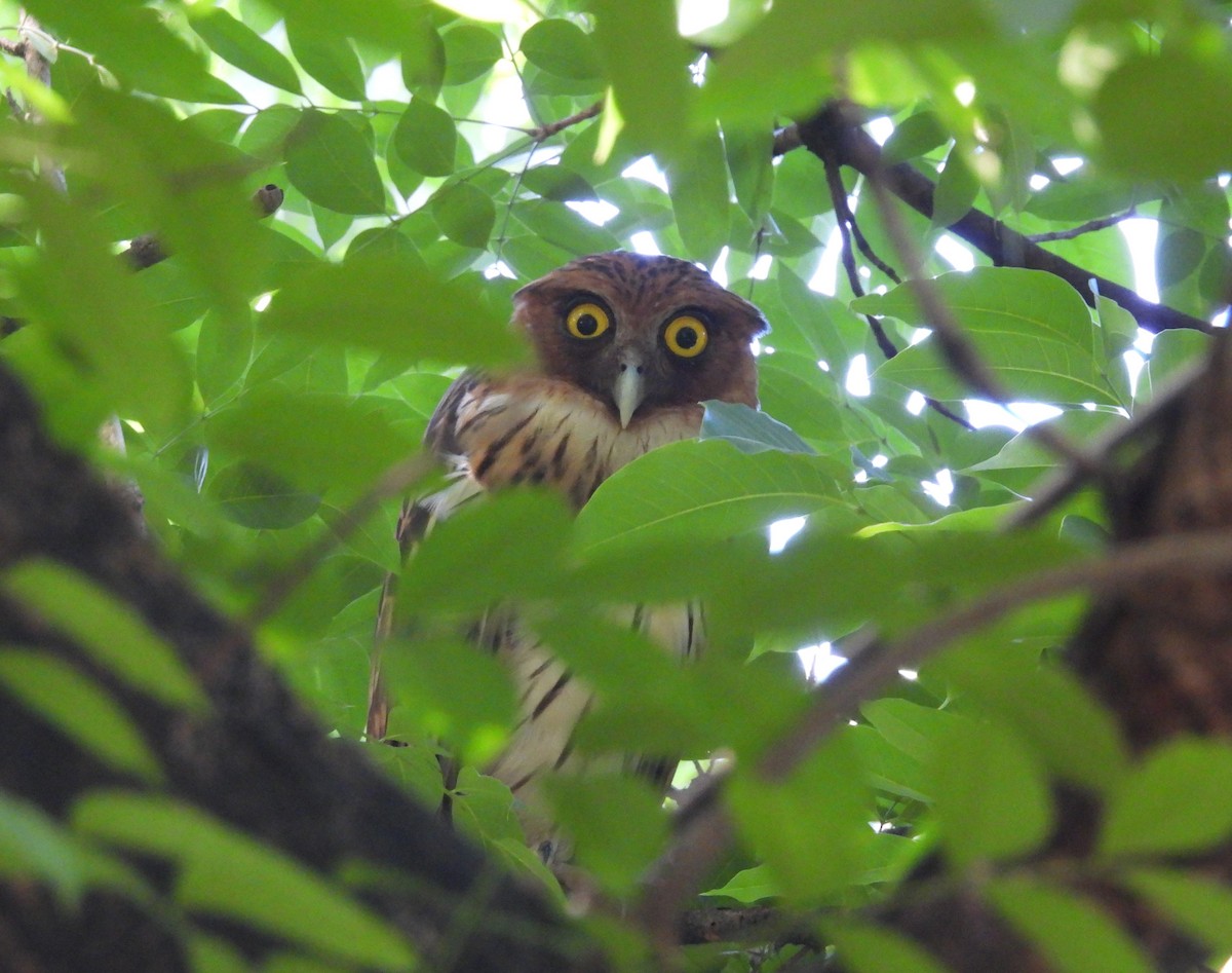 Philippine Eagle-Owl - ML637588864