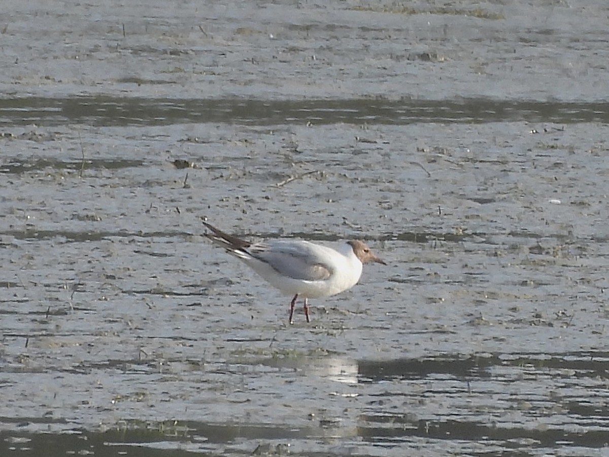 Black-headed Gull - ML637588922