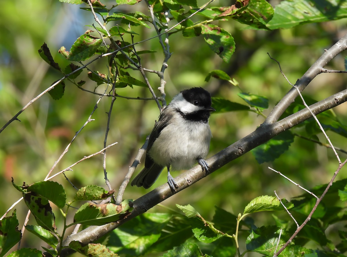 Black-capped Chickadee - ML637588925