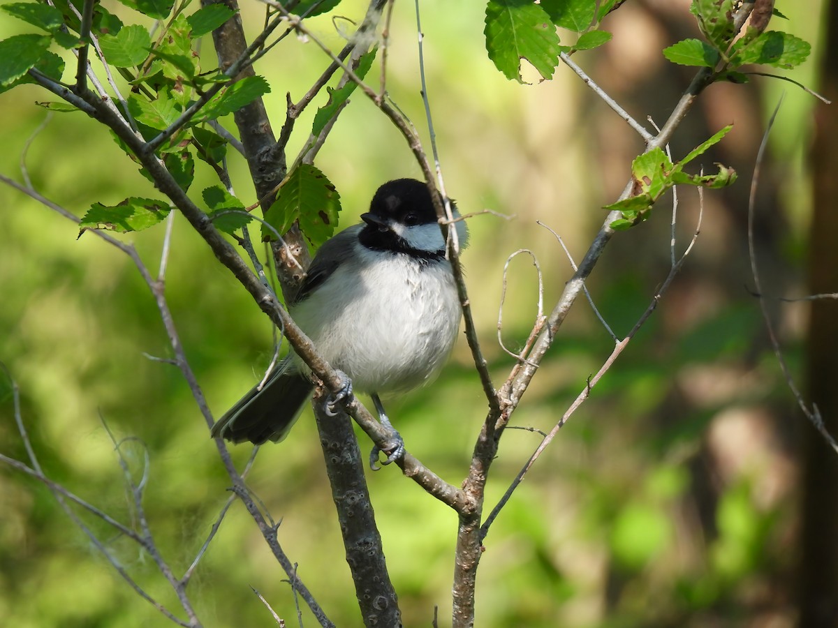 Black-capped Chickadee - ML637588926