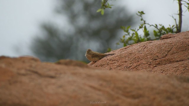 Striolated Bunting - ML637588944