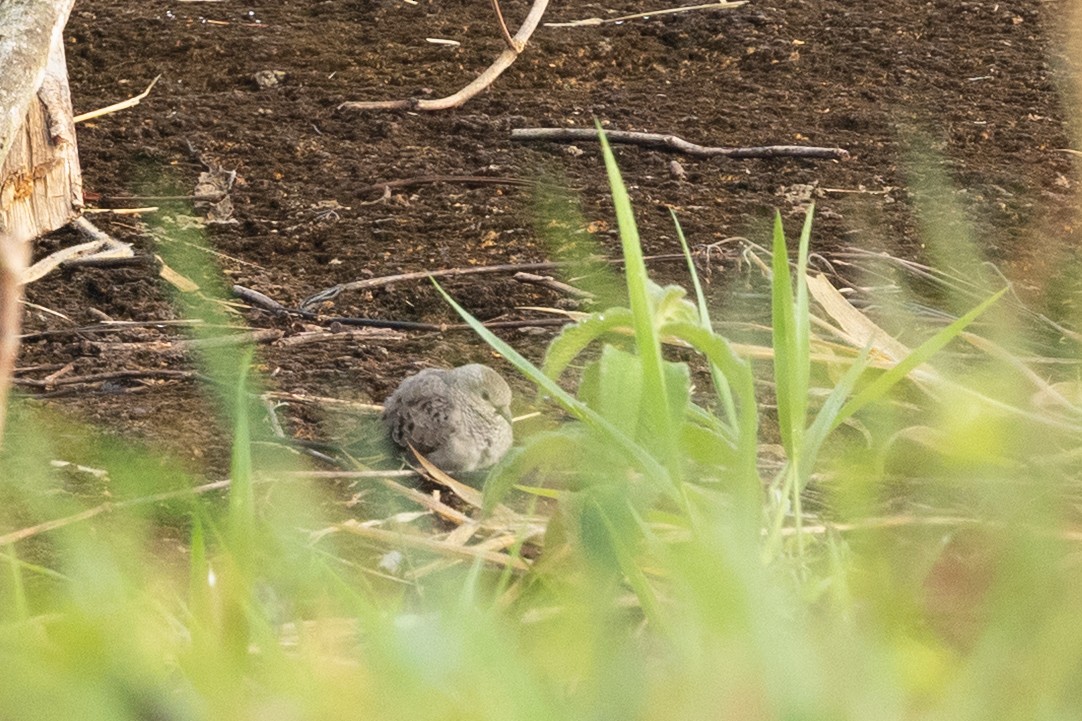 Plain-breasted Ground Dove - ML637588963