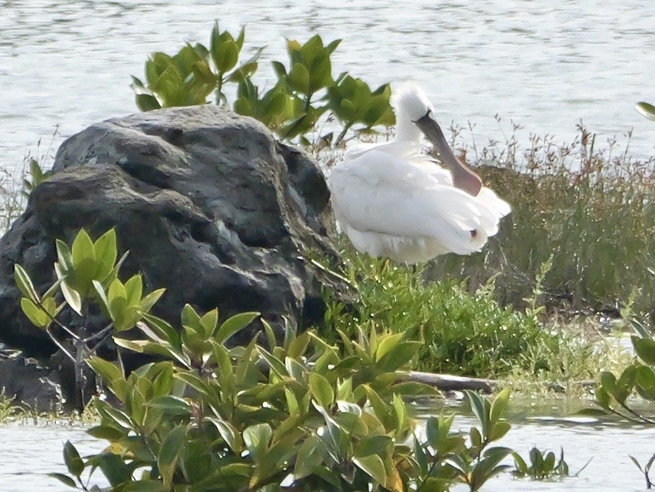 kolpík malý - ML637588965