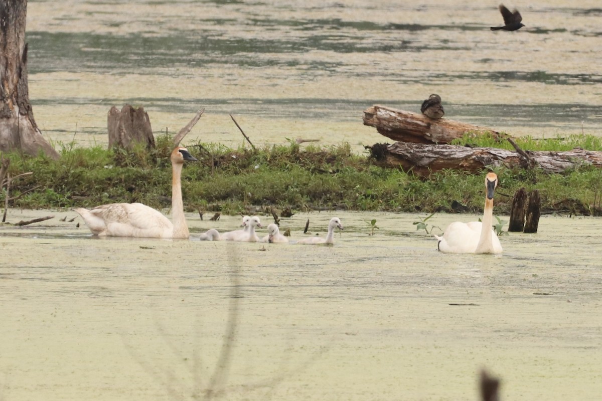 Trumpeter Swan - ML637588988