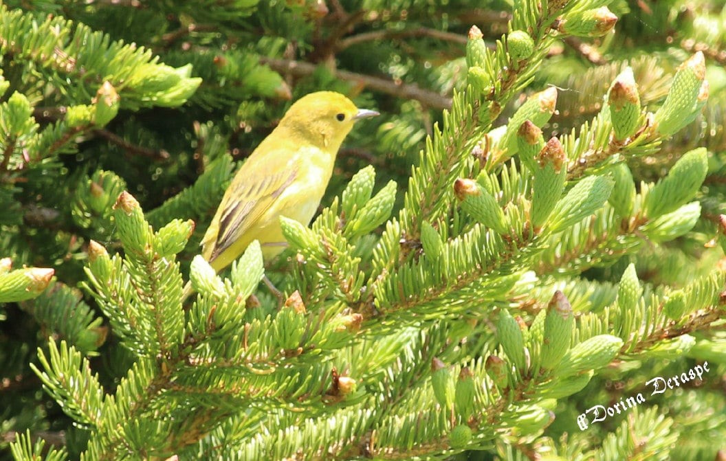 Goldwaldsänger - ML637588995