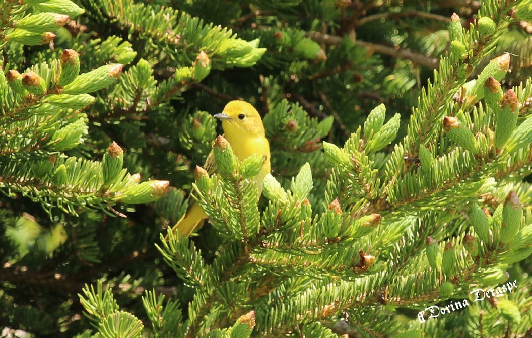 Goldwaldsänger - ML637588996