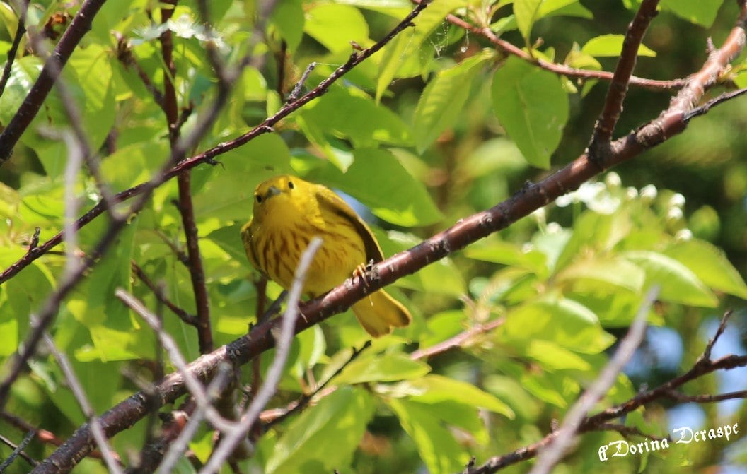 Goldwaldsänger - ML637588997