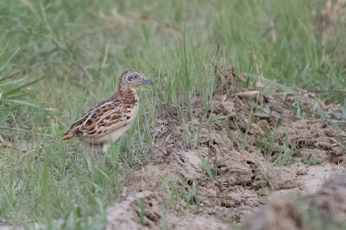 Small Buttonquail - ML637589001