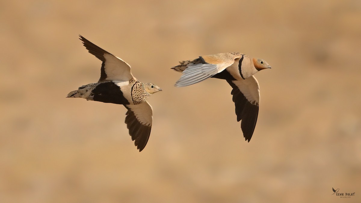 Sandflughuhn - ML637589011