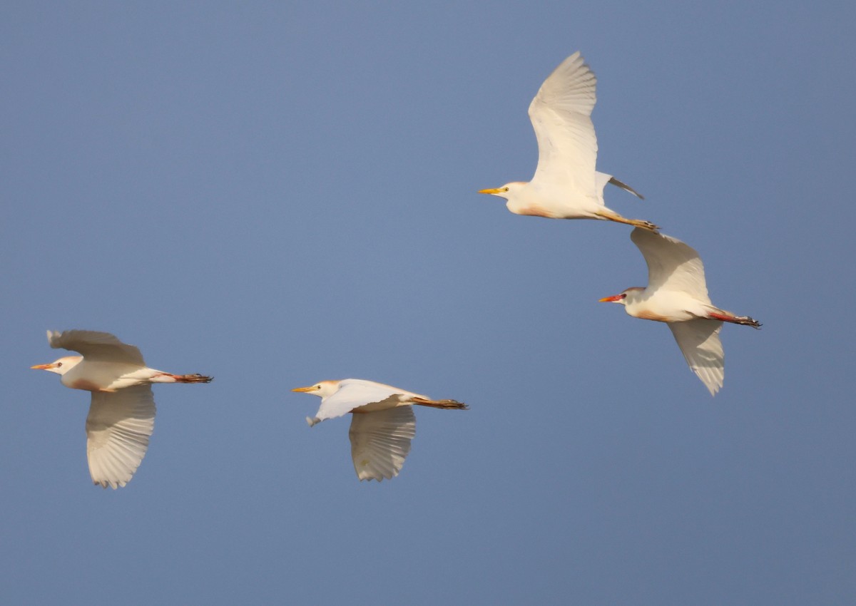 Western Cattle-Egret - ML637589019
