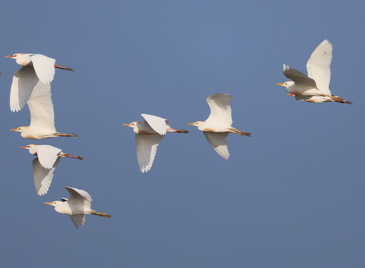 Western Cattle-Egret - ML637589020