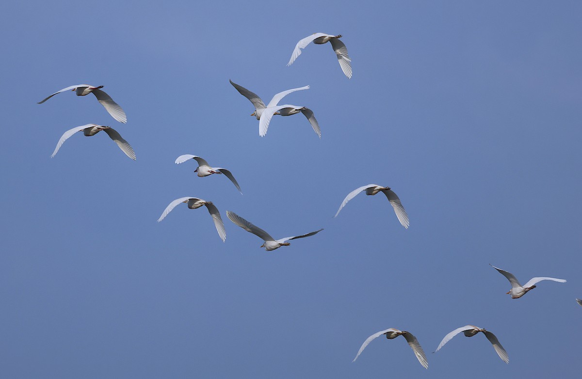 Western Cattle-Egret - ML637589021