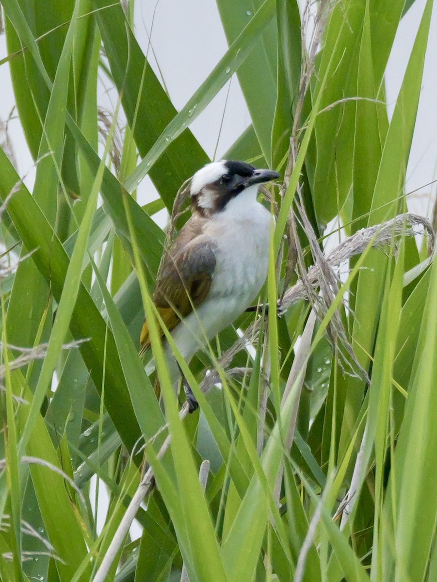 Light-vented Bulbul - ML637589026