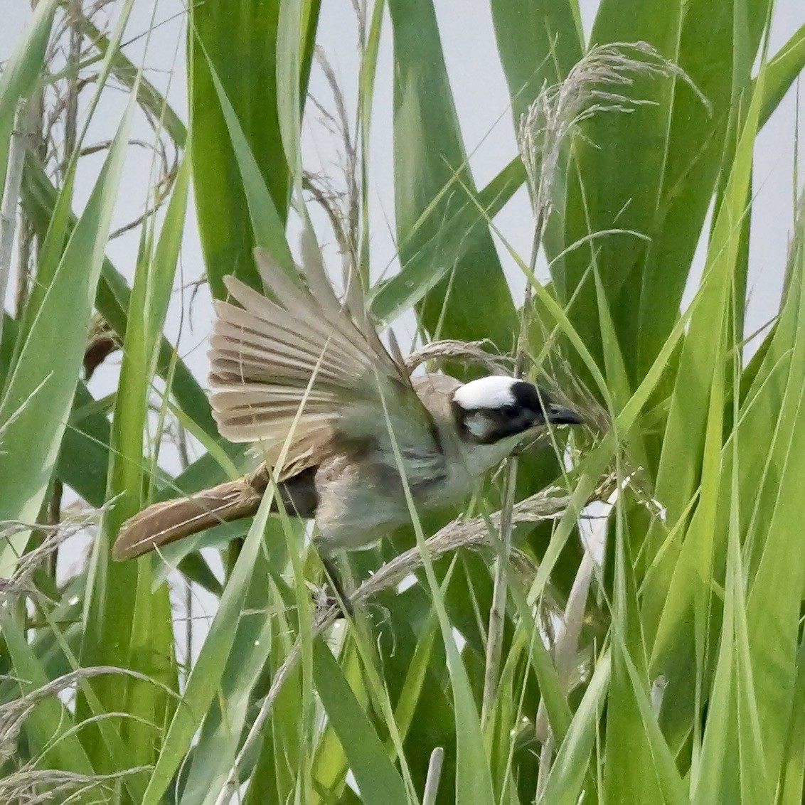 Light-vented Bulbul - ML637589027