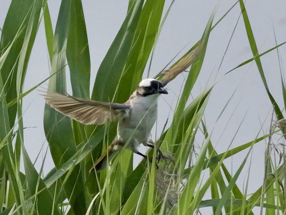 Light-vented Bulbul - ML637589028