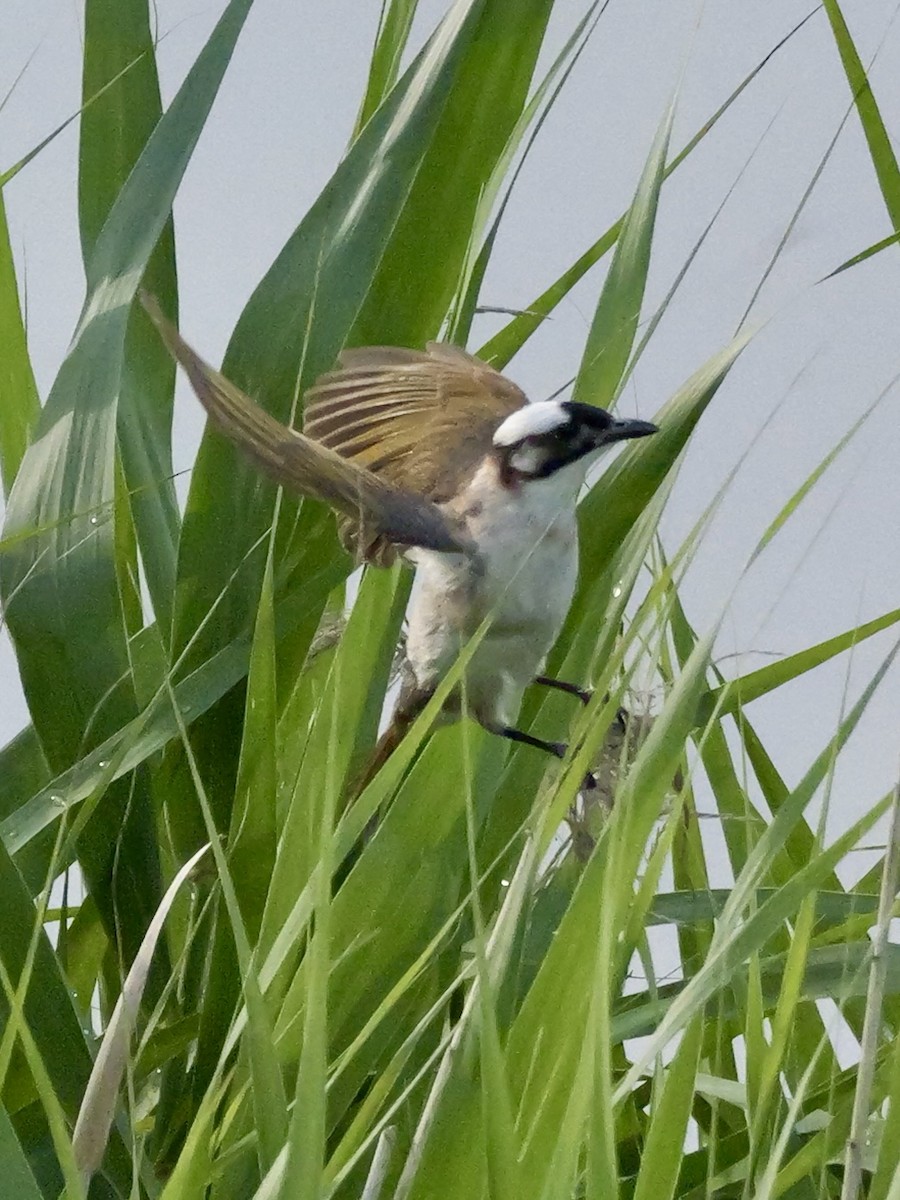 Light-vented Bulbul - ML637589029