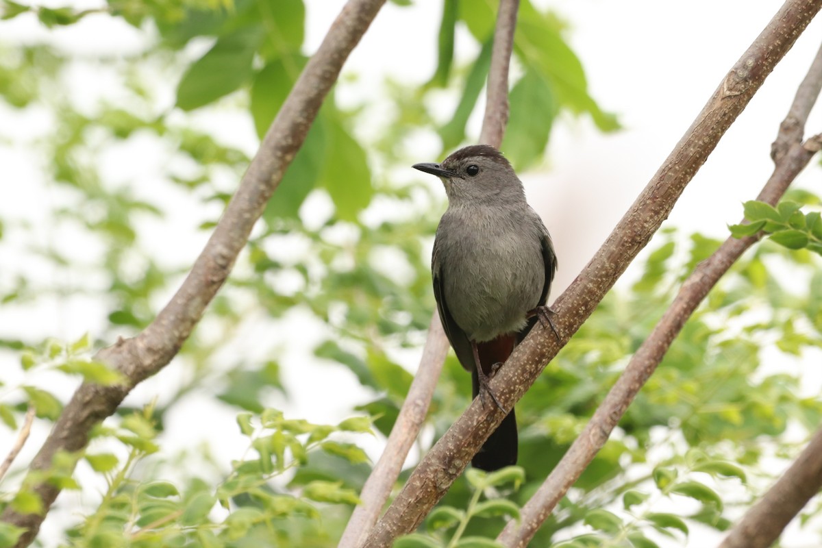 Gray Catbird - ML637589034