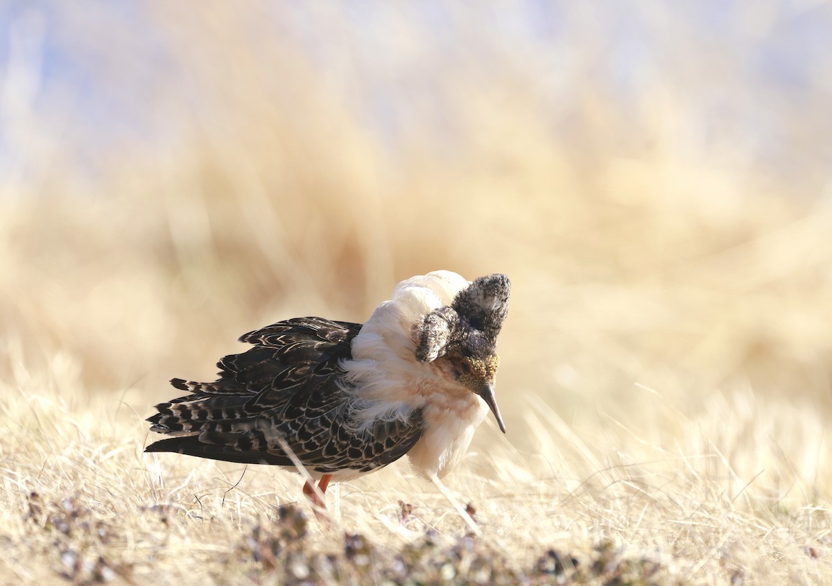 Ruff - ML637589037