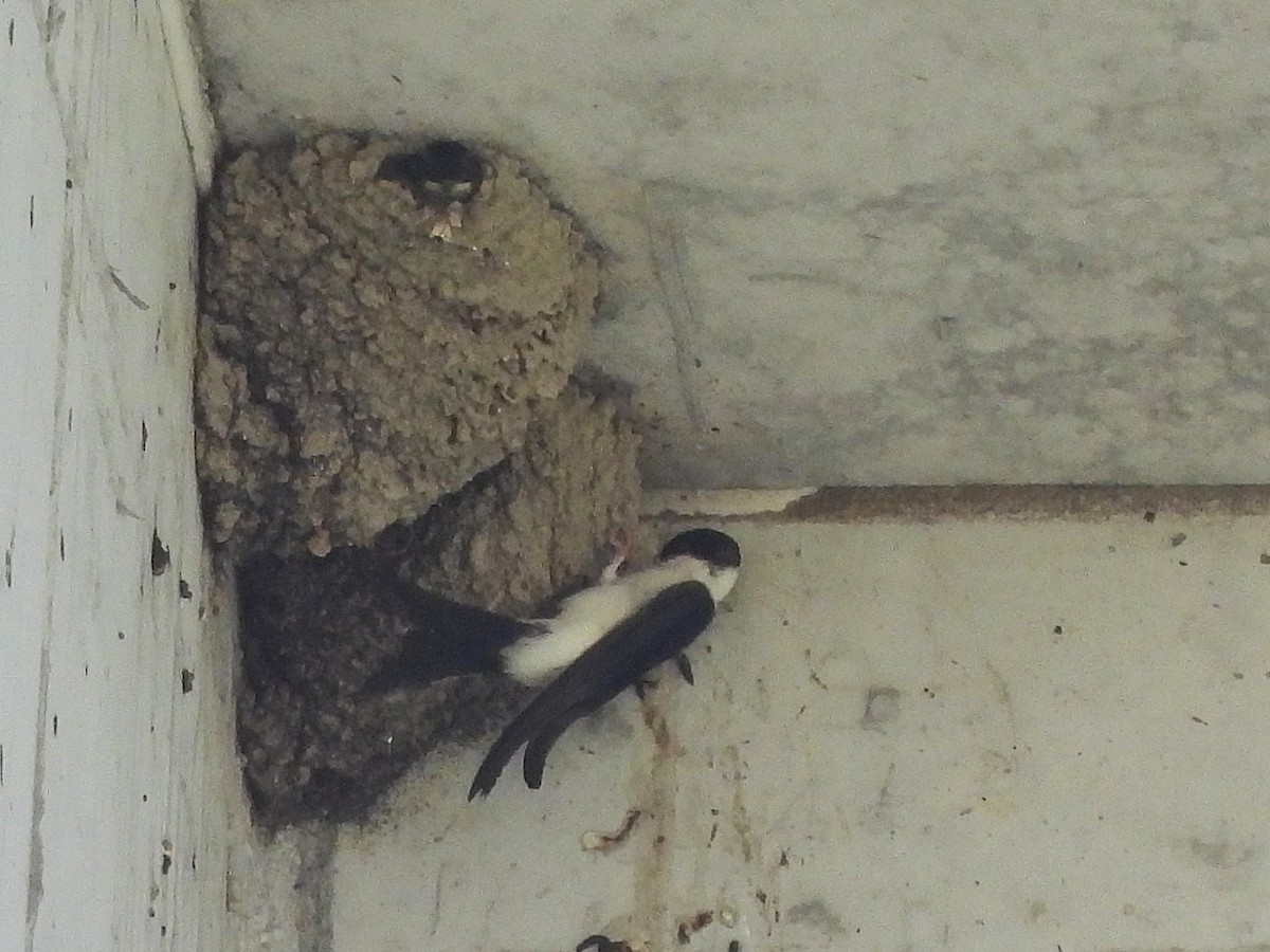 Western House-Martin - ML637589061