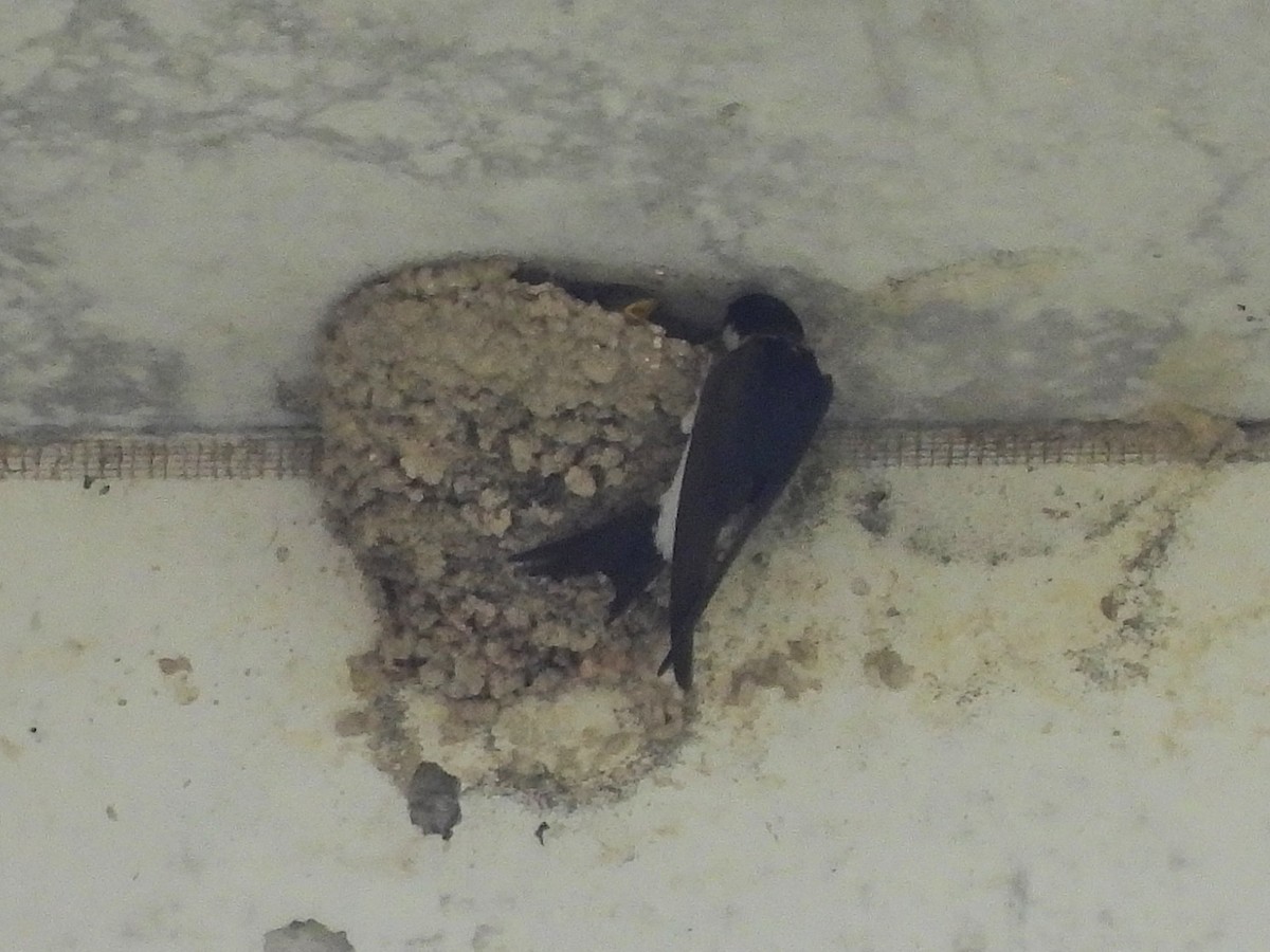 Western House-Martin - ML637589062