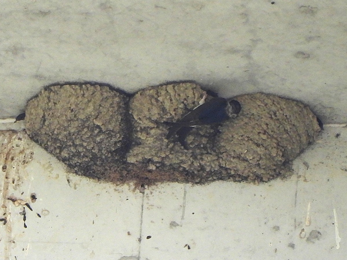 Western House-Martin - ML637589063