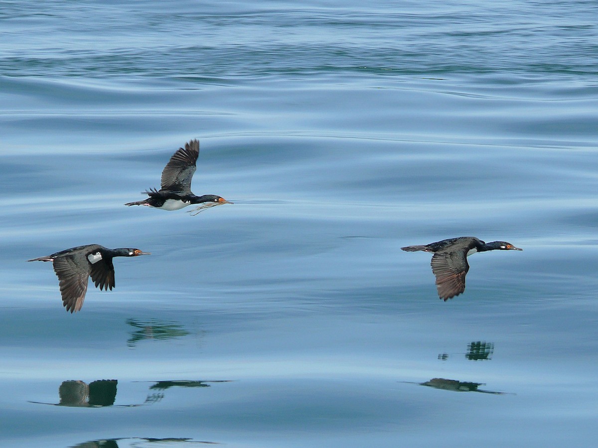 Magellanic Cormorant - ML637589067
