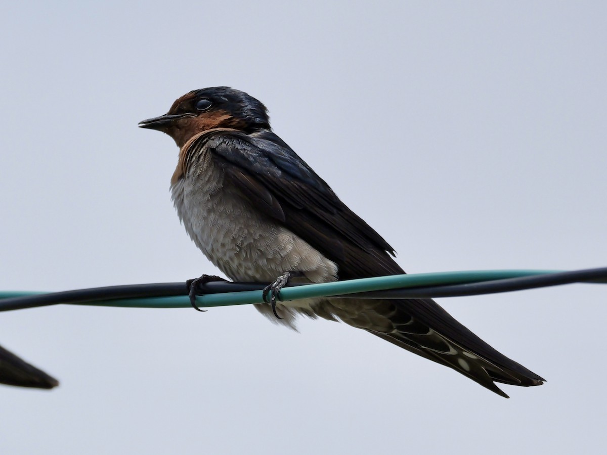 Pacific Swallow - ML637589078