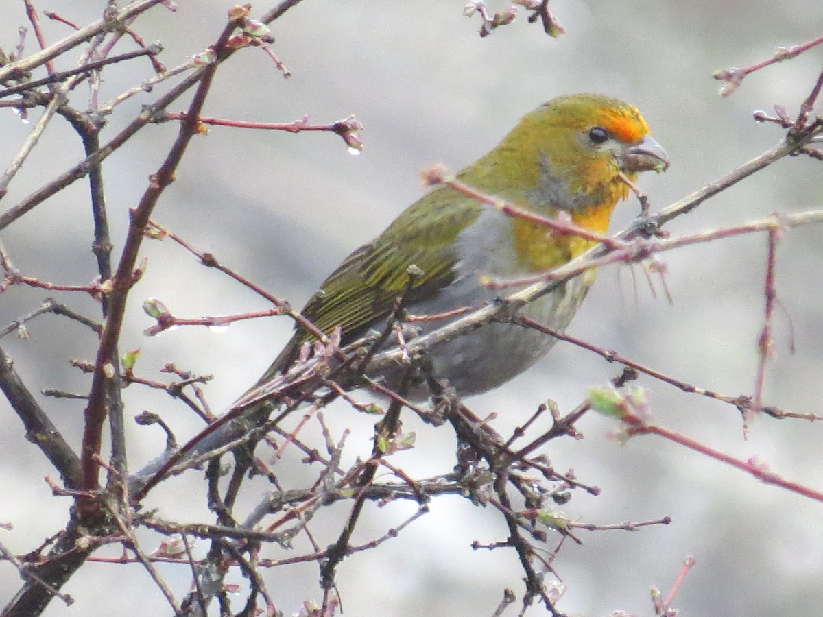 Crimson-browed Finch - ML637589082