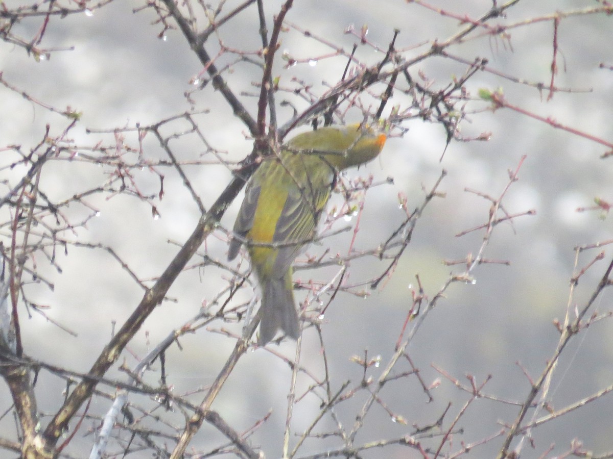 Crimson-browed Finch - ML637589087