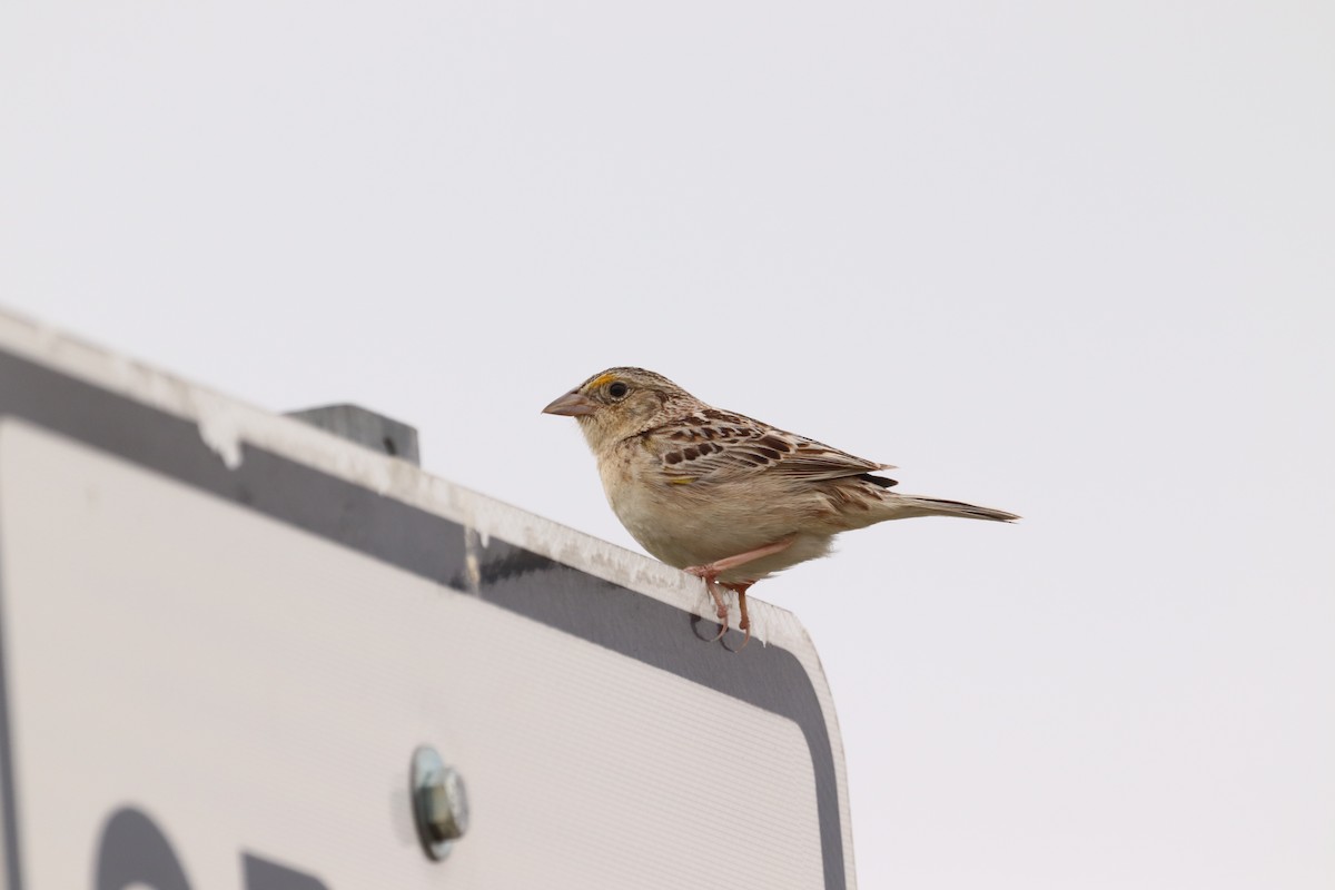Grasshopper Sparrow - ML637589114