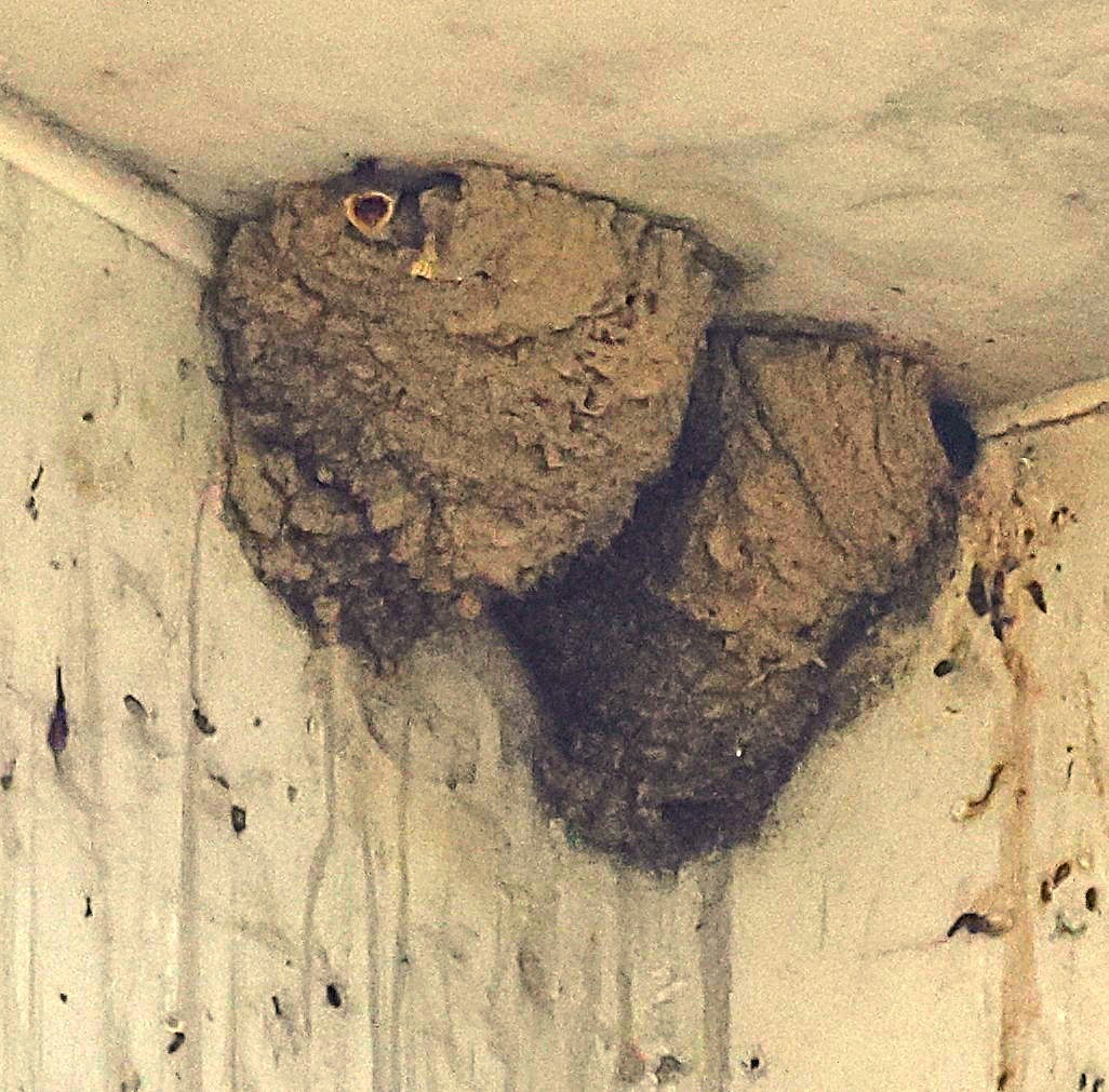 Western House-Martin - ML637589117